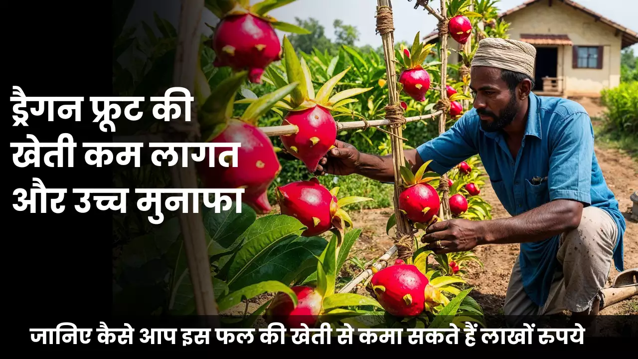 Dragon Fruit Cultivation Is Low Cost And High Profit